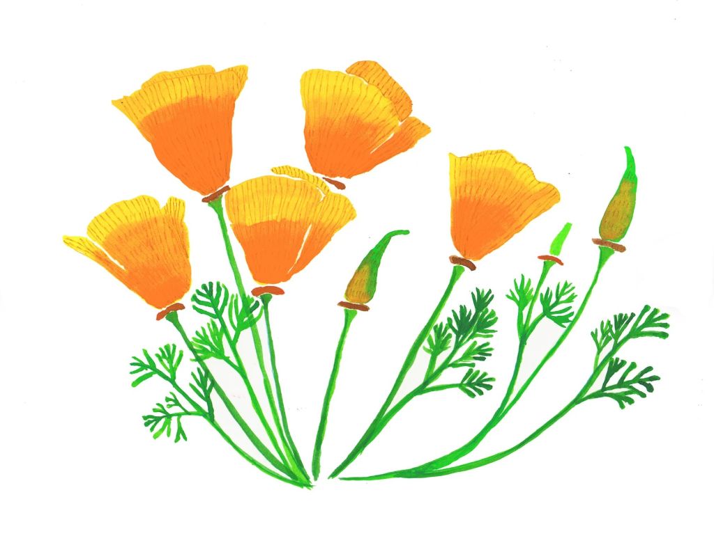 California Wildflowers Print 