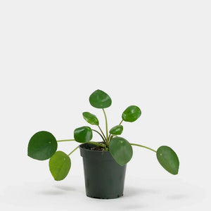 Pilea 3"